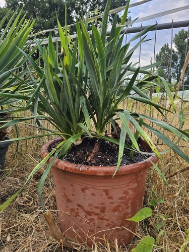 🌴Yucca filamentosa 90cm
