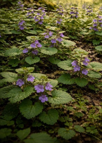 Gundelrebe glechoma hederacea - gundelrebe,