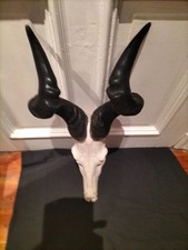 großes Geweih Antilope Afrika Hartebeest Kuhantilope