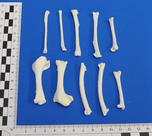 10er pack vogelknochen von - 10er,