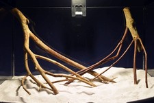 Aquarium Wurzel - SET / Talawa / Teawood / Pionierholz / Aquarium Deko TE796