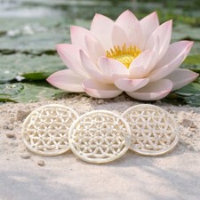 6 große natürliche Perlmutt