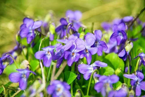 Duftveilchen samen viola - samen,,