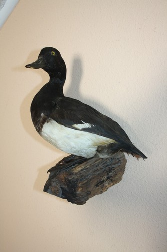 Tierpräparat ente erpel - ente,,