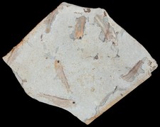 Kreide  Platte mit  Lycoptera