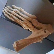 Anatomisches Fußmodell, menschliches Fußskelettmodell