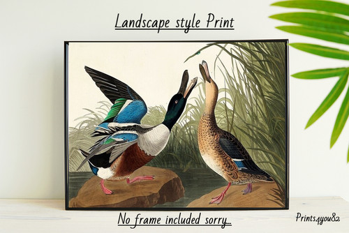 Shovelle duck druck bild - duck,
