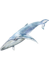 5x car sticker whale sticker