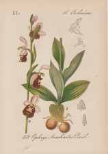 Hummel-Ragwurz (Ophrys