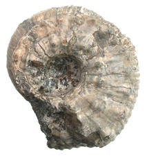 Lias Liparoceras (Liparoceras)