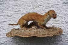 Mauswiesel, Präparat, Tierpräparat