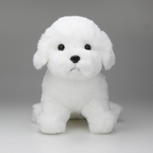 Malteser havaneser bichon - havaneser,