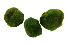 Aegagropila linnaei - 3 Stück Mooskugeln Moos Aquarium Tropica 00D MP