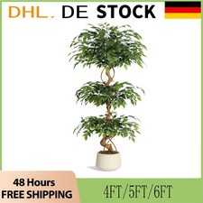  Ficus Baum 4/5/6ft grün