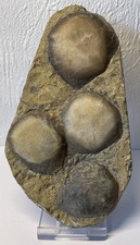Fossile Platte der