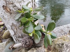 Affenbrotbaum Pfennigbaum