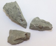 Wirbel, Knochen, Sauropterygia, Trias, Muschelkalk, Winterswijk,Niederlande-L465