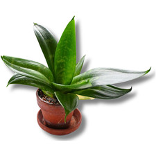 Bogenhanf (Sansevieria /