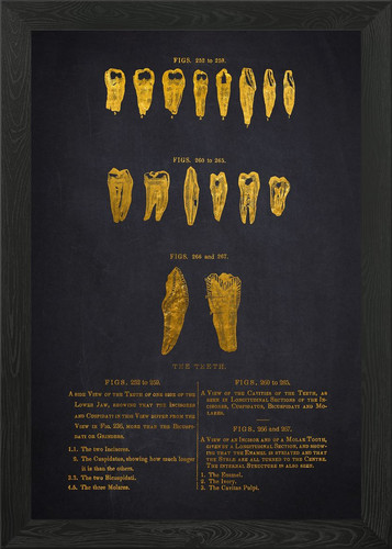 Vintage dental illustration - dental,