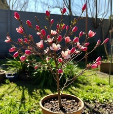 Magnolie Stecklinge rot winterharte Pflanzen Blumen für den Garten Deko.. !