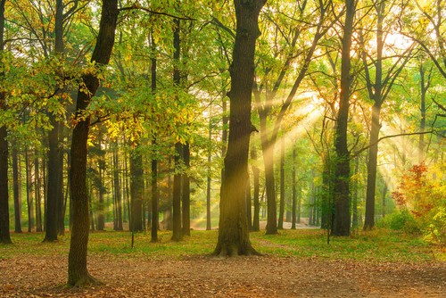 Sonniger und natürlicher
