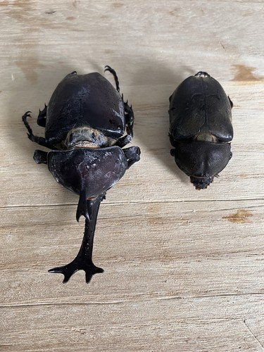 Nashornkäfer paar - nashornkäfer,