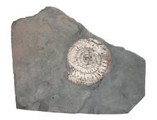 Lias  Arietites sp. (WAAGEN, 1869) Ammonit  Dorset  Großbritanien  KE23-7