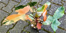 Sehr schöner philodendron - schöner,