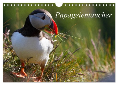 Papageientaucher wandkalender - papageientaucher, (wandkalender
