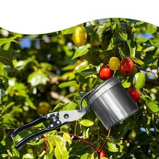 Obstpflücker leichter Jujube