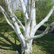 Weißrindige Himalaja-Birke