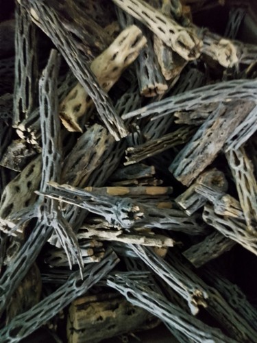 200g cholla kaktus holz mini - 200g,
