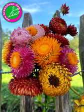 STROHBLUME BUNT Mix? 200+ Samen ♥️ hohe Mischung Sommerlaune