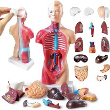 Anatomie modell torso - anatomie,