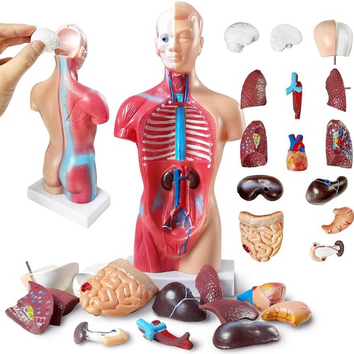 Anatomie modell torso - anatomie,