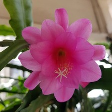 Epiphyllum Blattkaktus Name