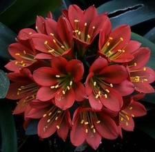 Clivia Imported Flower Bulbs
