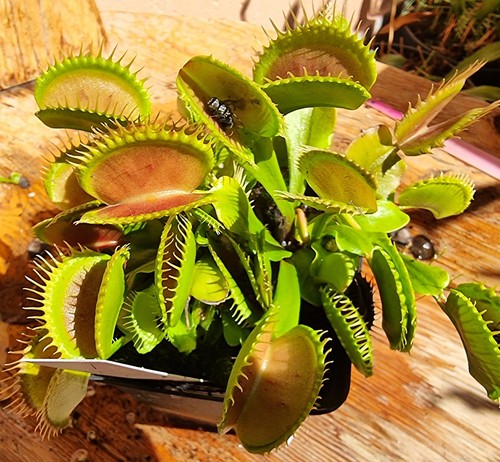 Dionaea muscipula goliath - muscipula, gj