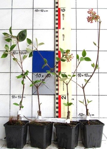Viburnum burkwoodii mohawk - burkwoodii, "mohawk"