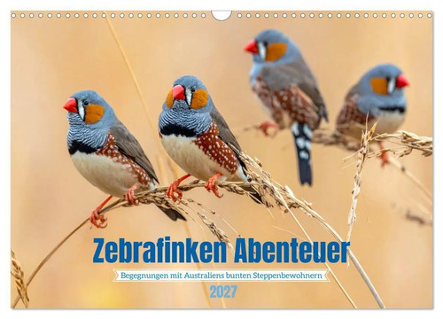 Zebrafinken abenteuer - zebrafinken,