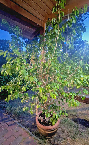 Ficus benjamini exotica - ficus,