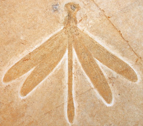 Malm stenophlebis laterelli - stenophlebis,