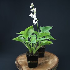 Funkie Hosta sieboldiana Elegans Pflanze   Schattenverträgliche Staude