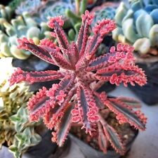 10  Kindel  Kalanchoe "Pink Butterfly", Sukkulenten