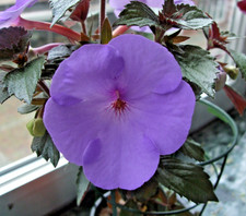 Achimenes "Ever Blue", je fünf Rhizome