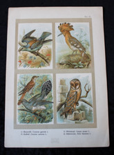 Antique chromolithograph - antique,