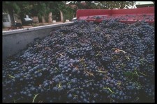 157014 Trauben in MwSt Ernte