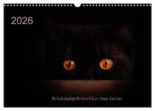 Schokoladige Britisch Kurzhaar Katzen (Wandkalender 2026 DIN A3 quer), CALVENDO 