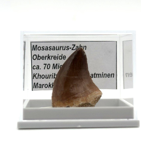 Schöner mosasaurus zahn - 1,
