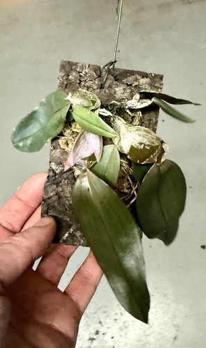 Dendrobium pseudolamellatum